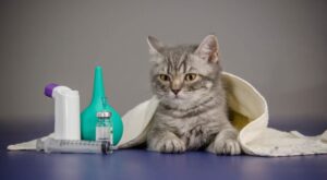 Vaccinations for Cats